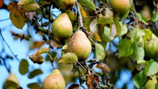 L’épisode de gel historique du mois d’avril a tiré la production de la poire 2021 vers le bas. ©Pixabay L’épisode de gel historique du mois d’avril a tiré la production de la poire 2021 vers le bas. ©Pixabay